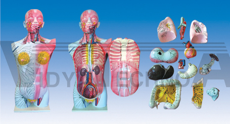 The model of whole body deep lymph reflux